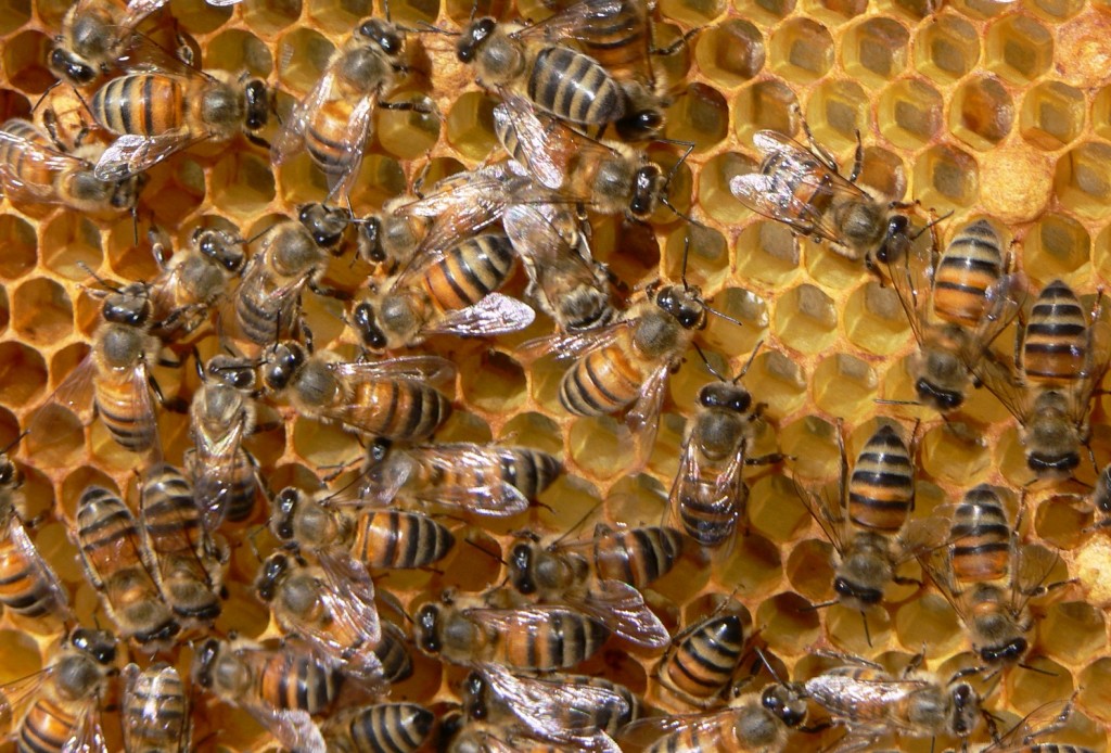 Пчели1