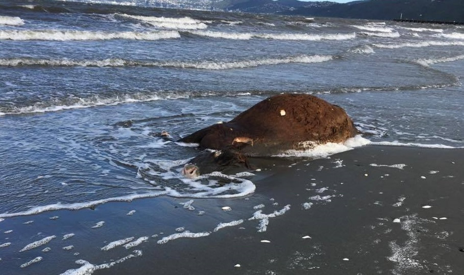 Морето изхвърли мъртви крави на плажа в Обзор - E-Burgas.com
