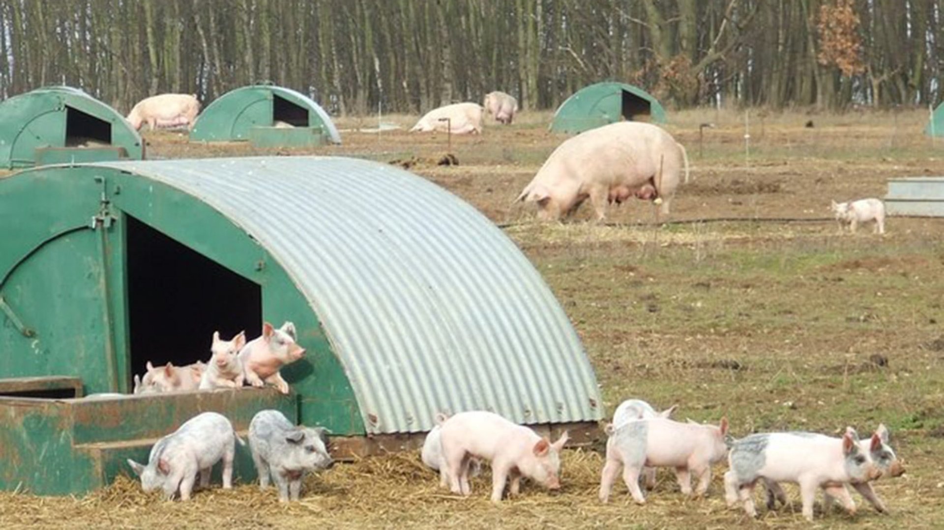 След избиването на 107 прасета идва ред на дезинфекцията в Зидарово  - E-Burgas.com