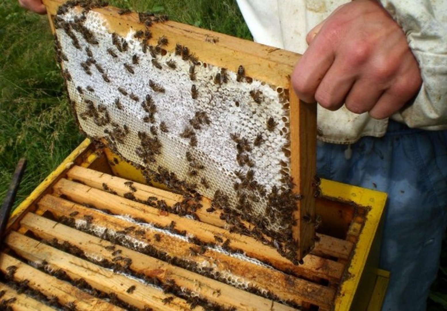 Пчелари се събраха за адекватно управление на бизнеса им - E-Burgas.com