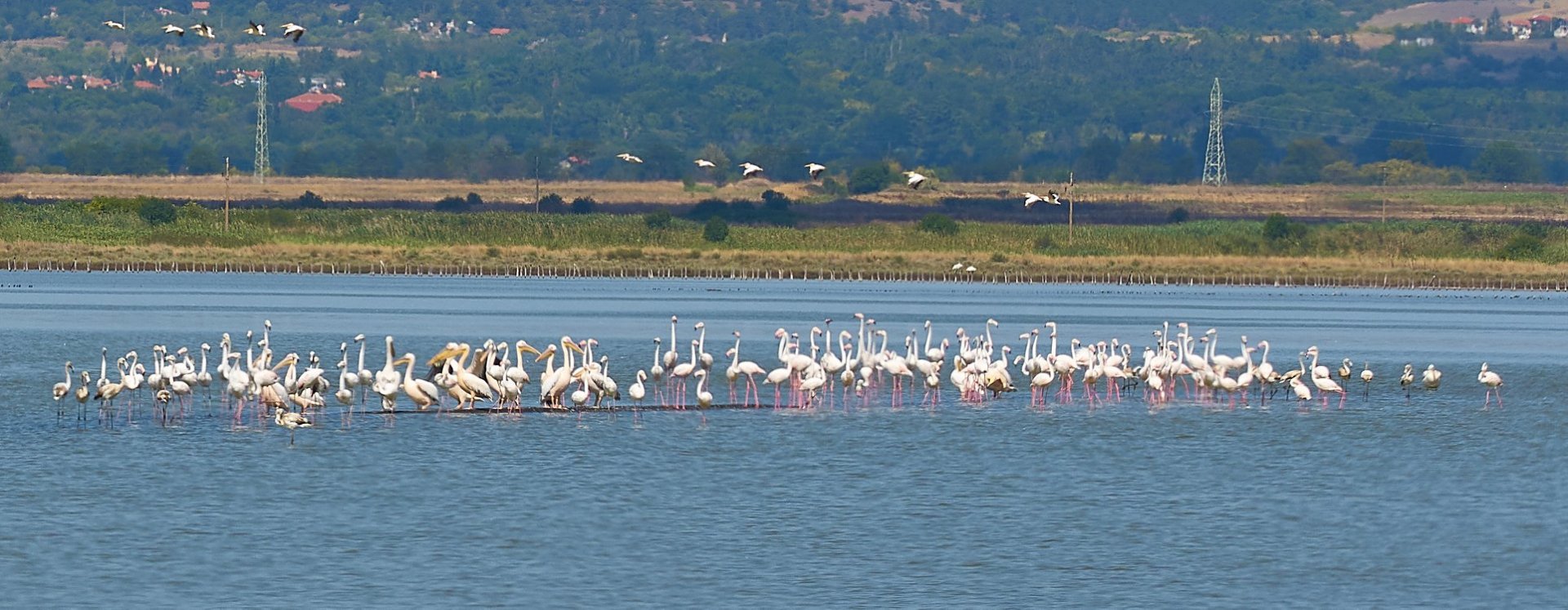 Поради огромния интерес: Канят бургазлии на среща с розовото фламинго в Атанасовското езеро  - E-Burgas.com