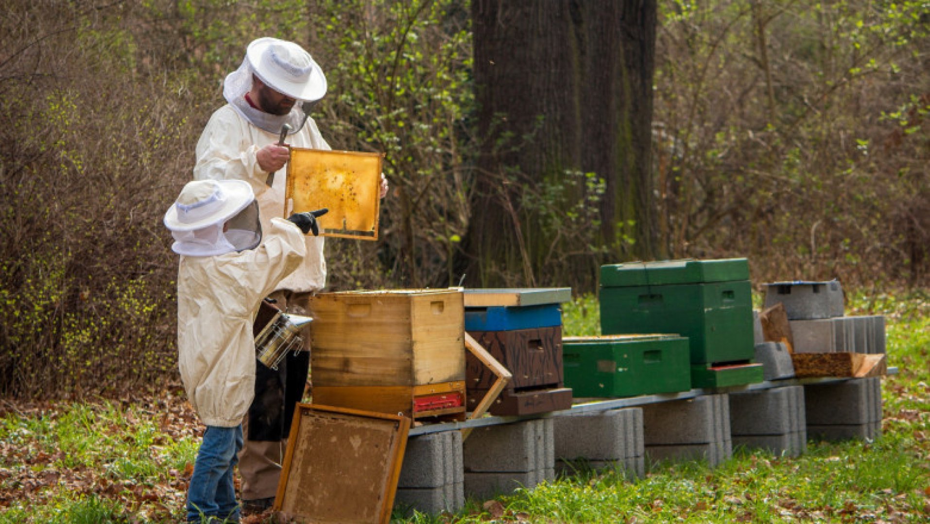 Пчелари на протест срещу употребата на пестициди в земеделието - E-Burgas.com