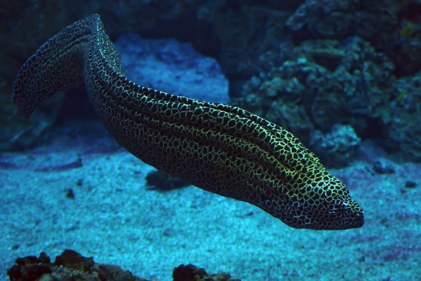 Най-красивите и тайнствени риби от Амазонка ще плуват в Казиното - E-Burgas.com