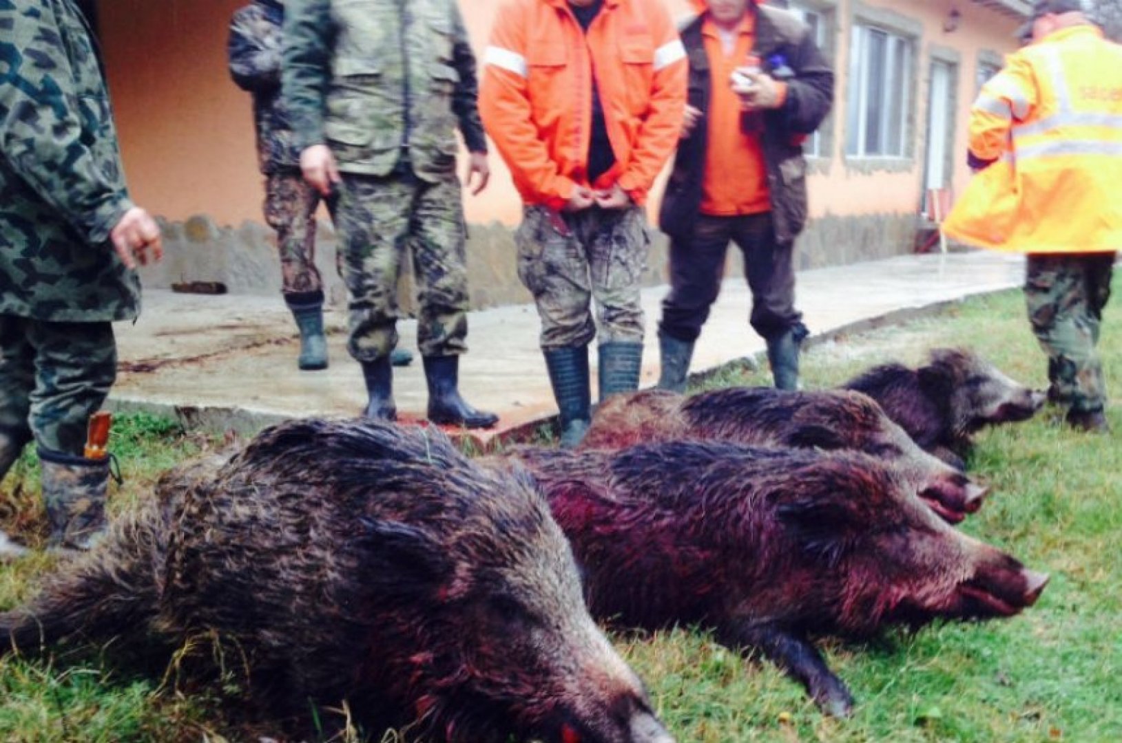 Над 8100 проби от диви прасета са регистрирани от началото на ловния сезон - E-Burgas.com