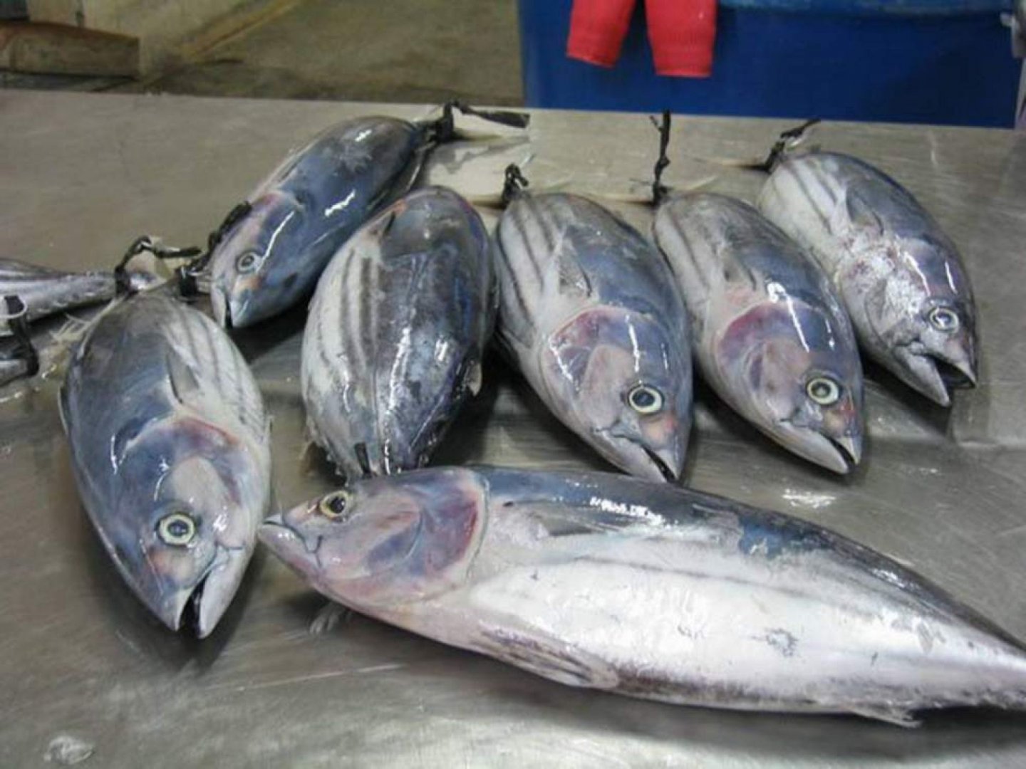 Съветите на БАБХ: Как да изберем прясна риба за Никулден - E-Burgas.com