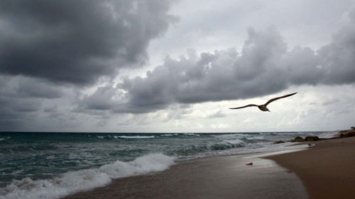 Екоинспектори спасиха световно защитена птица в Поморие  - E-Burgas.com