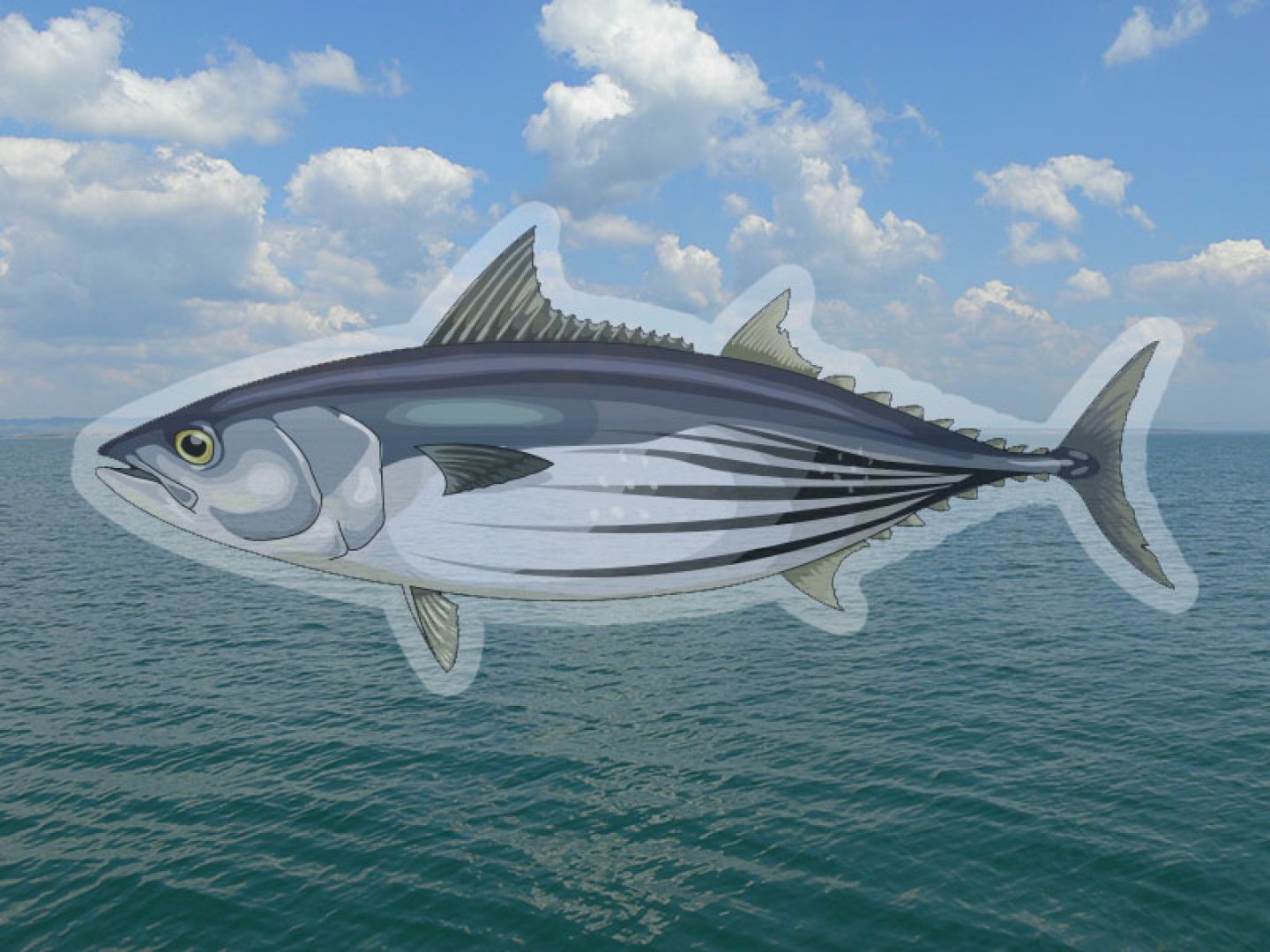 Задръжте си шарана! На изток от Айтос ядем морска риба на Никулден - E-Burgas.com
