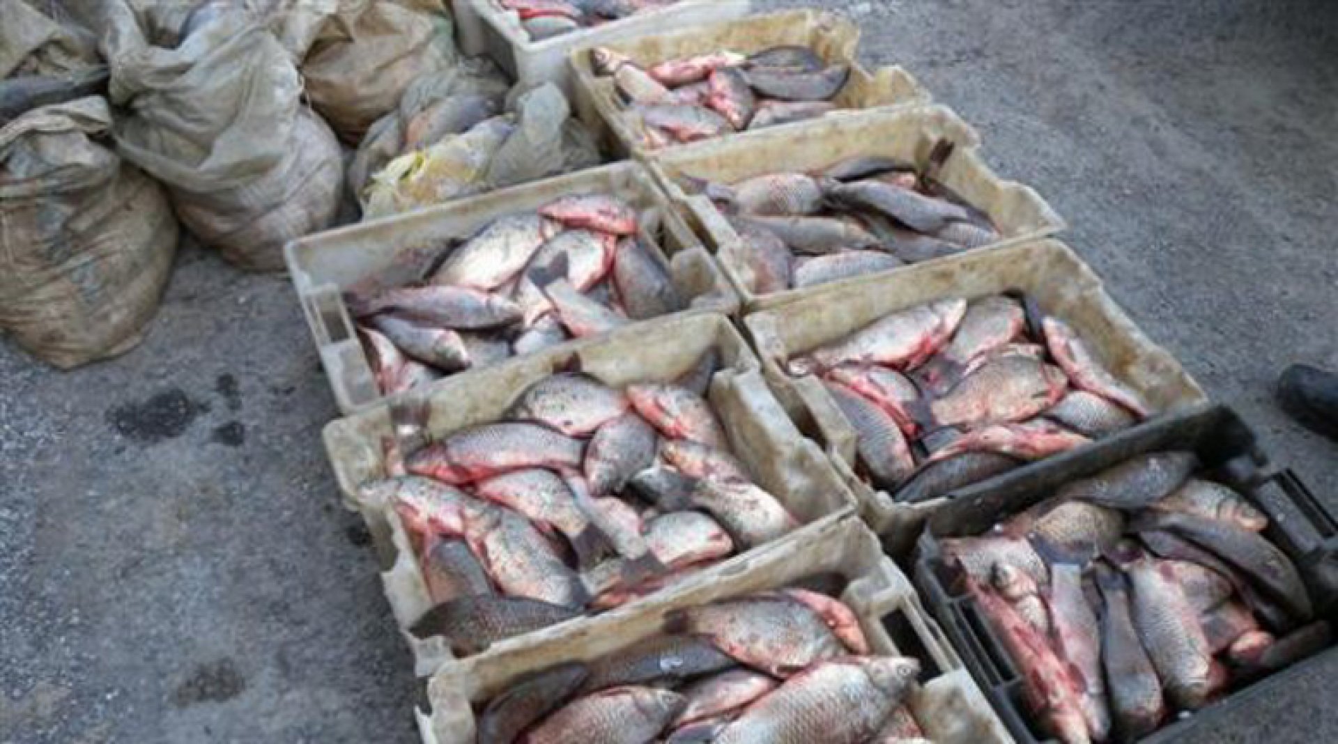 Масови проверки на търговците на риба преди Никулден  - E-Burgas.com