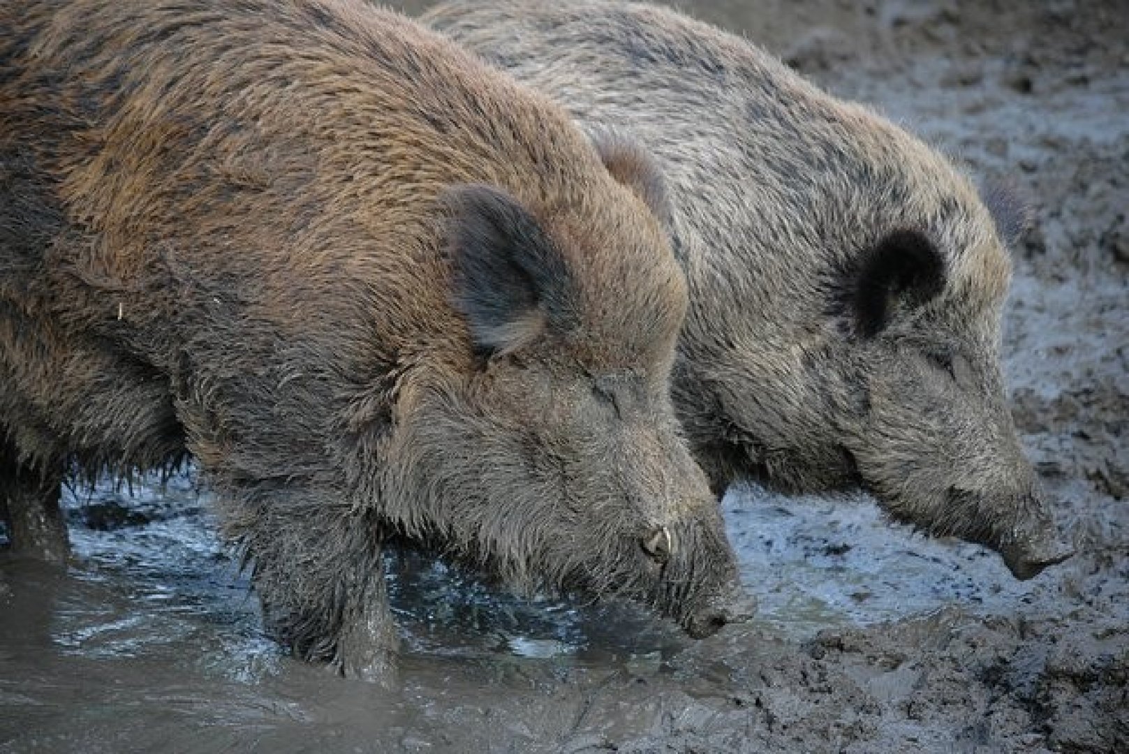 Удължиха срока за лов на дива свиня до края на януари - E-Burgas.com