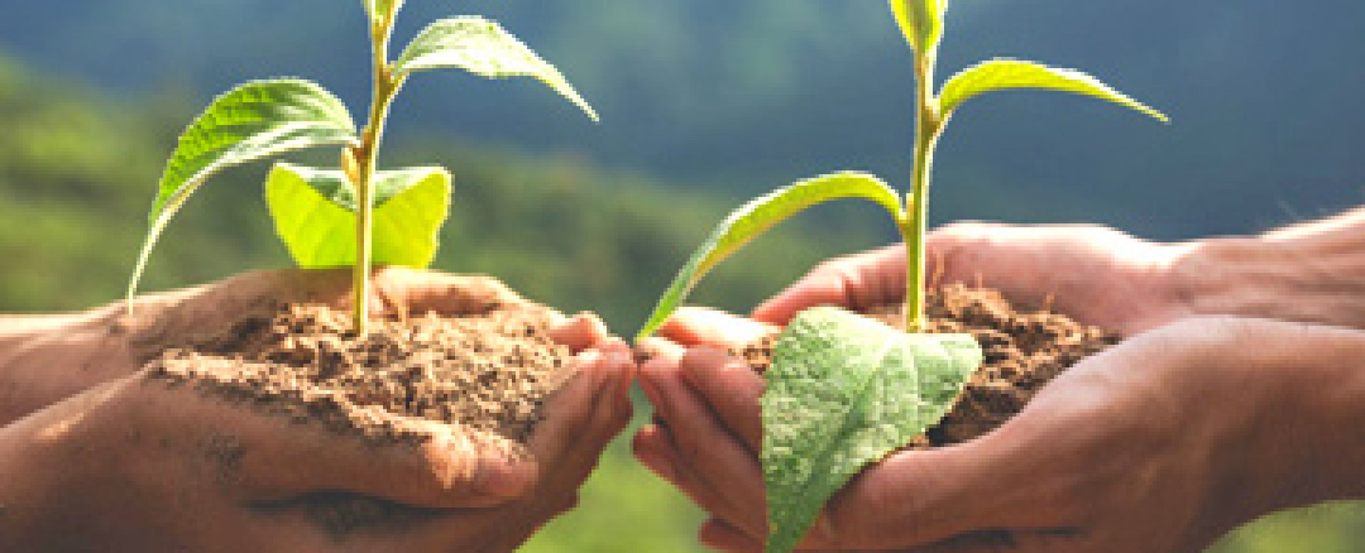 Училища и граждани се включват в кампанията „Засади дърво“ - E-Burgas.com