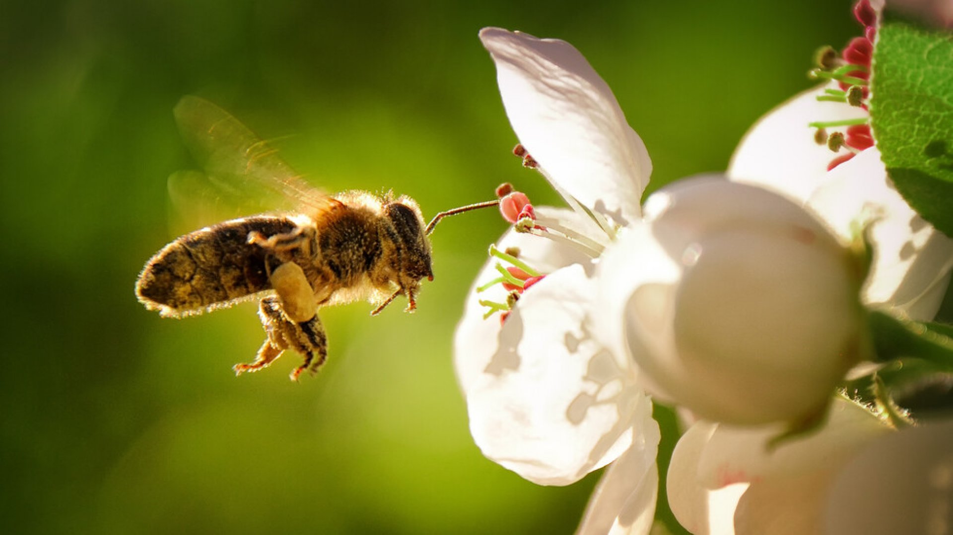 Еврокомисията забрани вреден за пчелите пестицид - E-Burgas.com