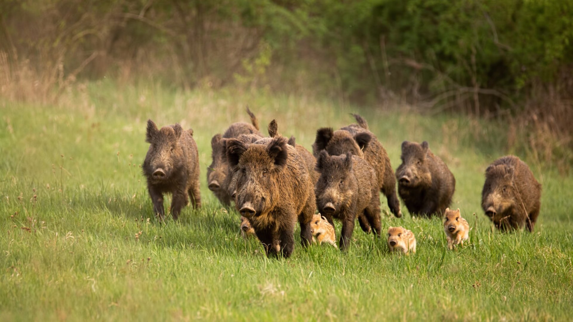 Удължиха срока за лов на дива свиня - E-Burgas.com