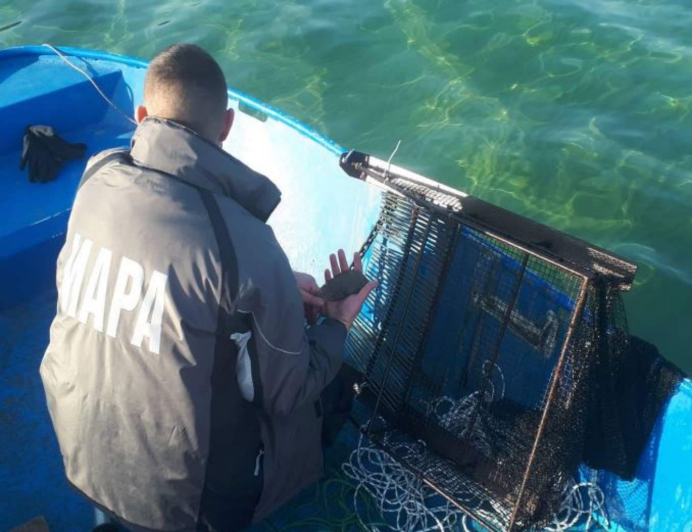 37 кг. бяла мида бяха върнати в морето край Иракли - E-Burgas.com