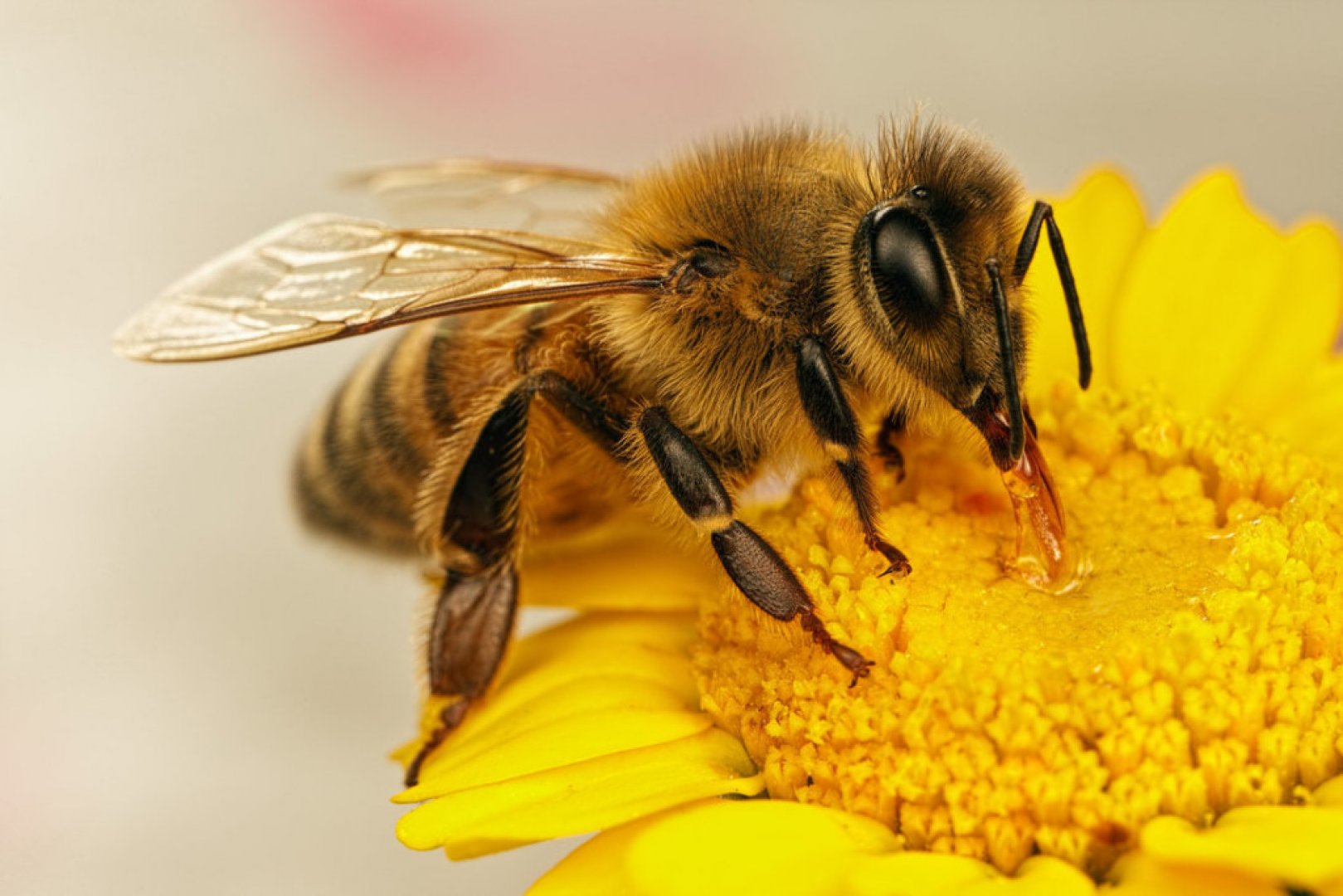 Обявиха пчелата за най-важното живо същество на планетата - E-Burgas.com