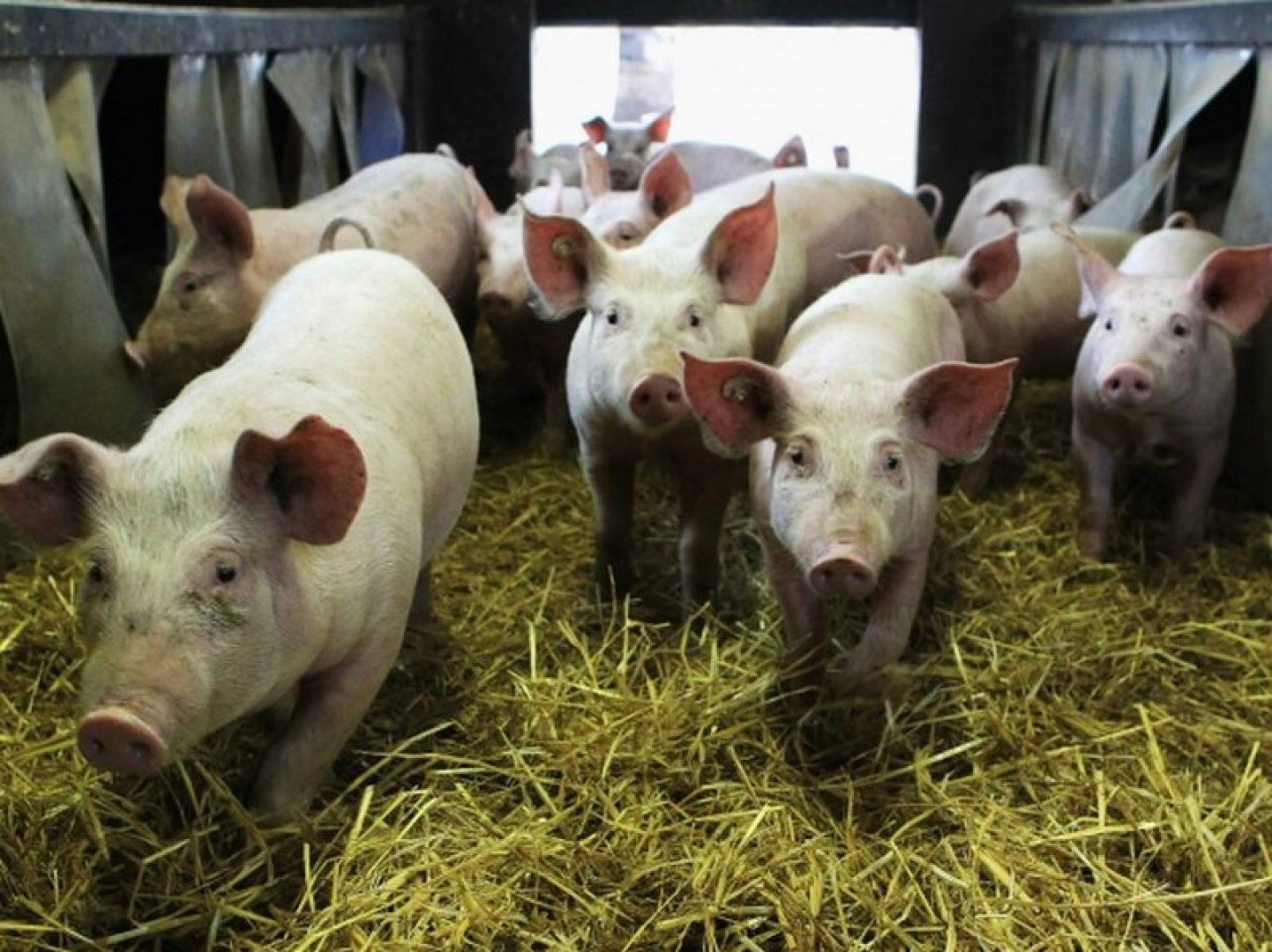 БАБХ вдигна забраната за движение на свине на 39 индустриални ферми и 66 кланици  - E-Burgas.com