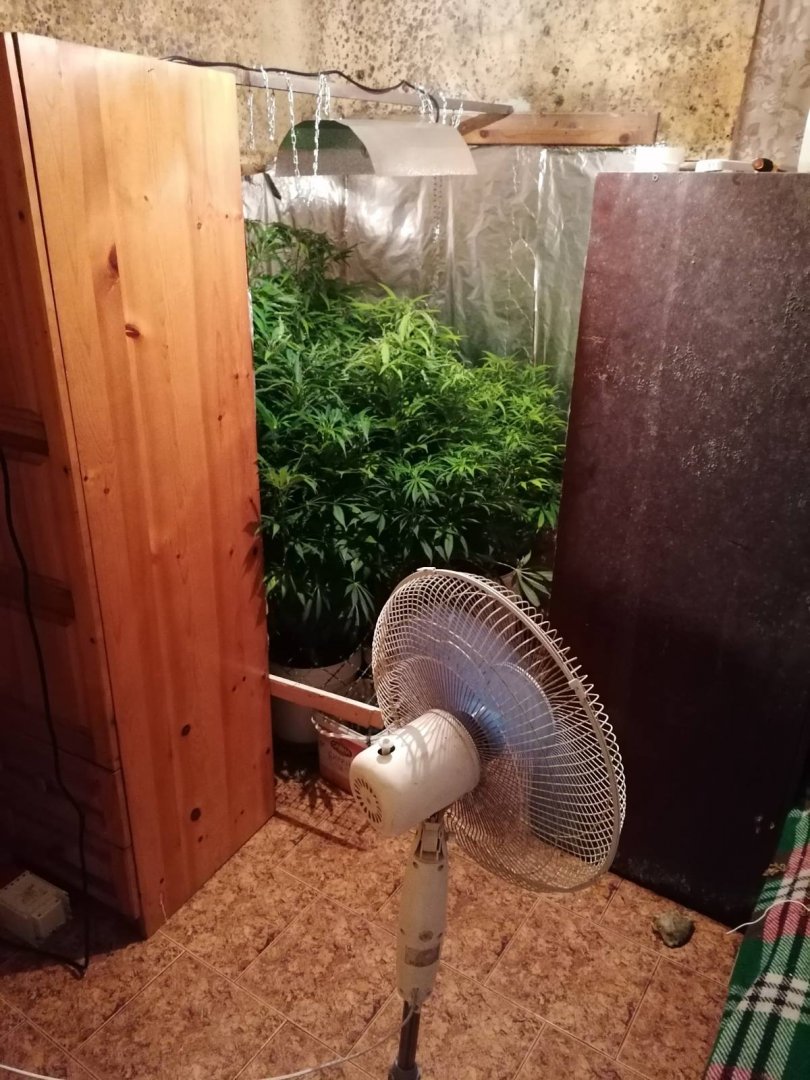 Разбиха домашна оранжерия за марихуана в Китен - E-Burgas.com