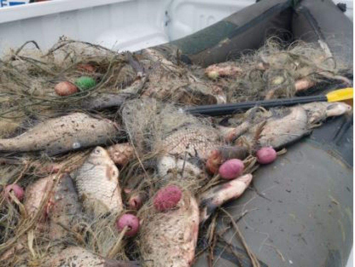 ИАРА иззе и дари 200 кг. риба от бракониери в Мандра - E-Burgas.com