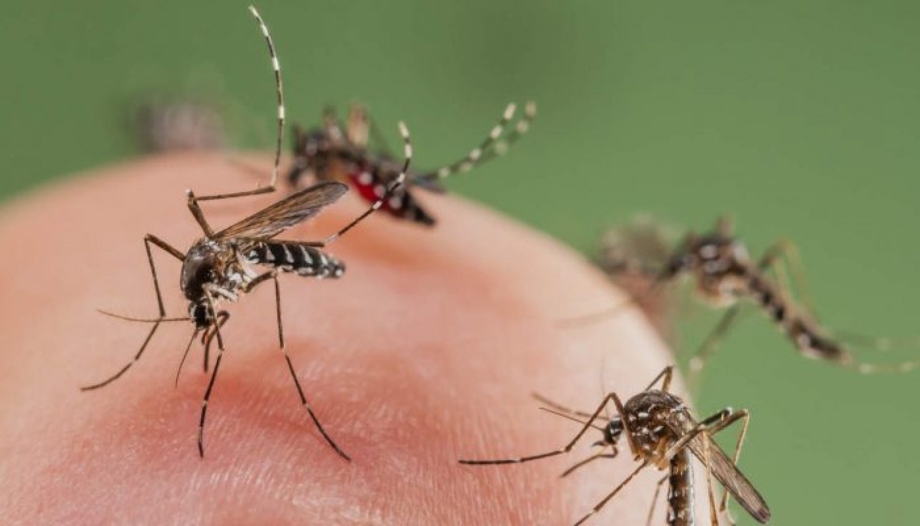 Топлата зима е нанесла удар по комарите - E-Burgas.com