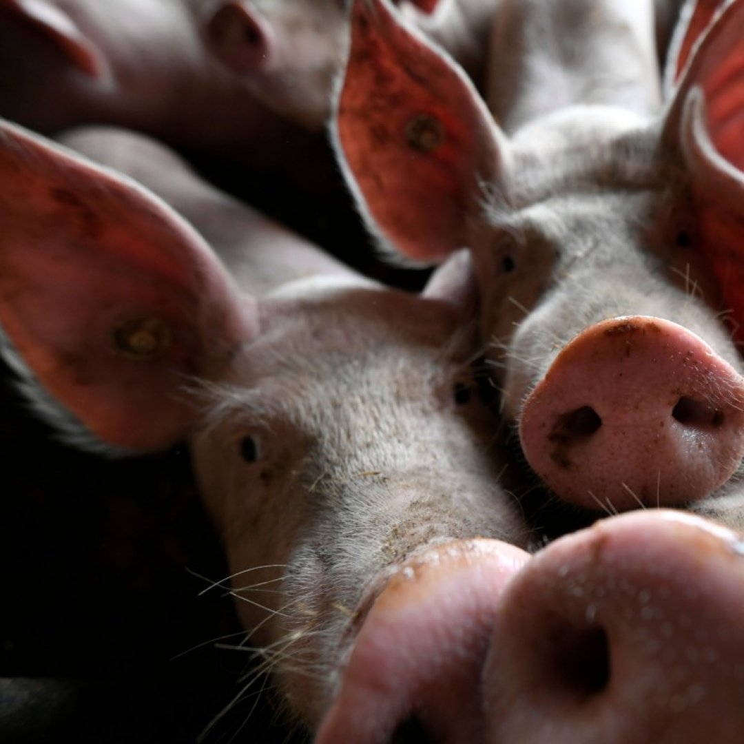 Цената на свинското е рекордна за последните 6 години - E-Burgas.com