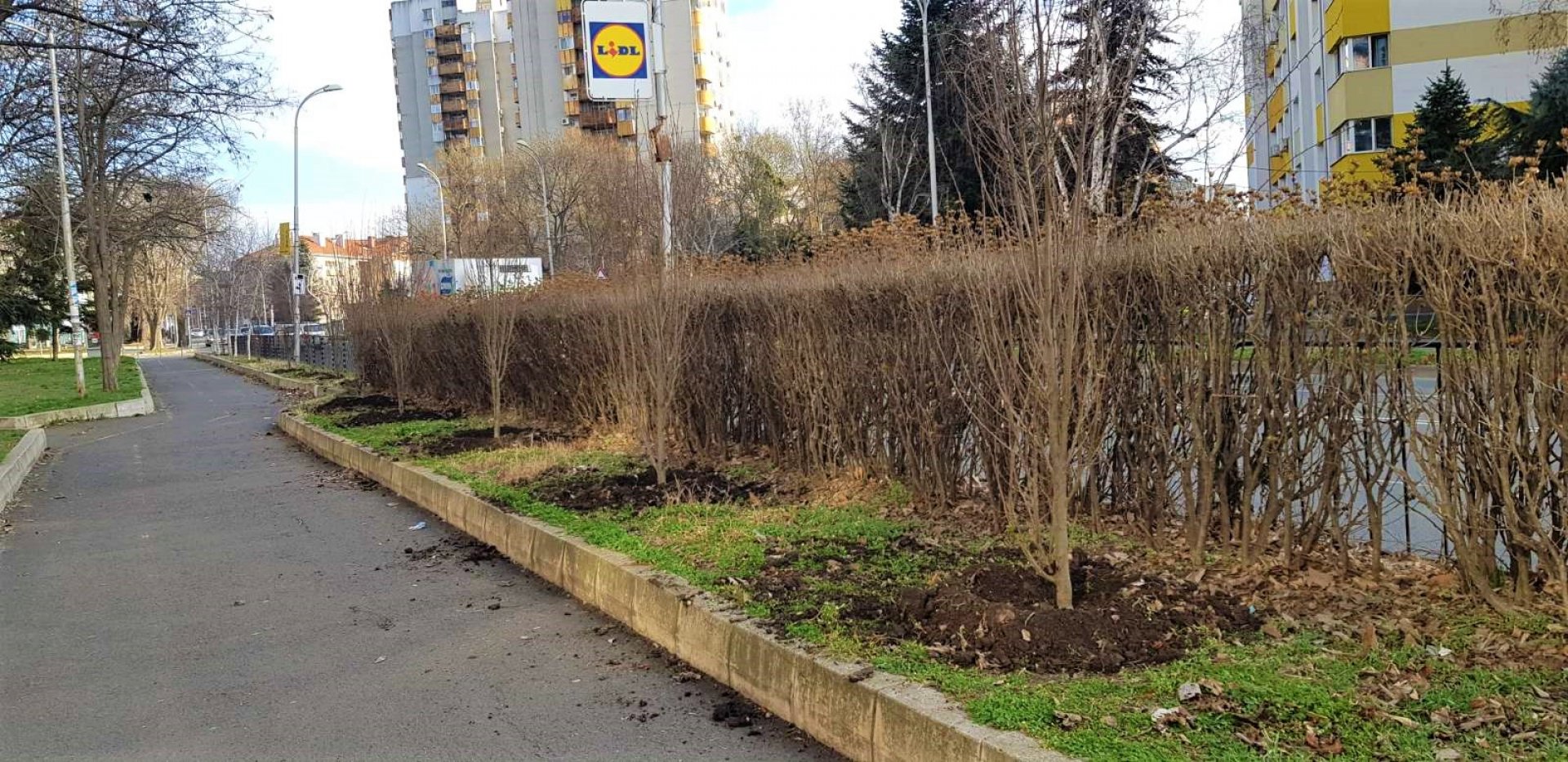 Общината засади 30 дървета по ул. „Одрин“ - E-Burgas.com