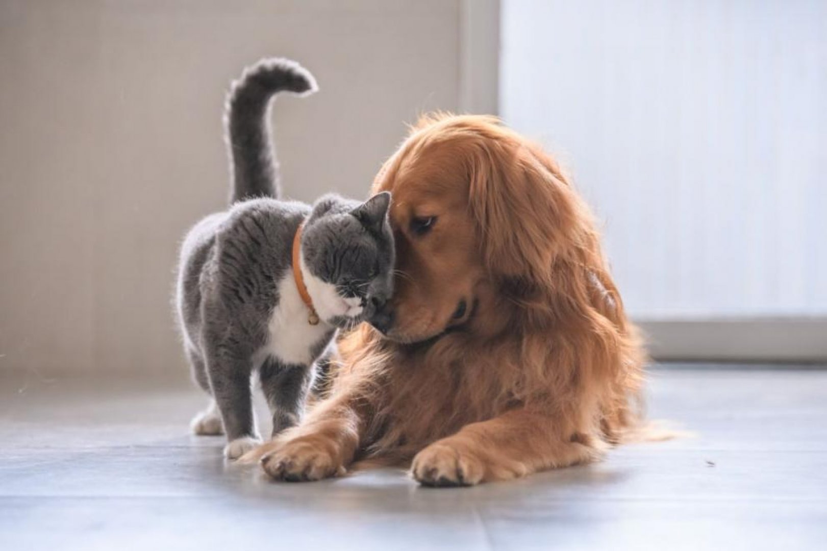 Котките и кучетата са полезни за емоционалното равновесие на децата - E-Burgas.com