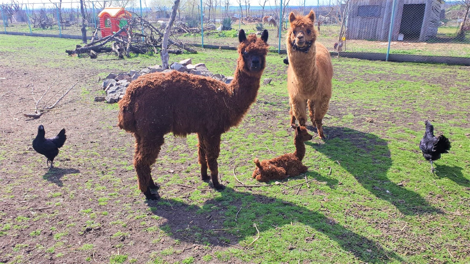 В Зоопарк Бургас днес се родиха ламата Корона и муфлончето Вируслав (снимки) - E-Burgas.com