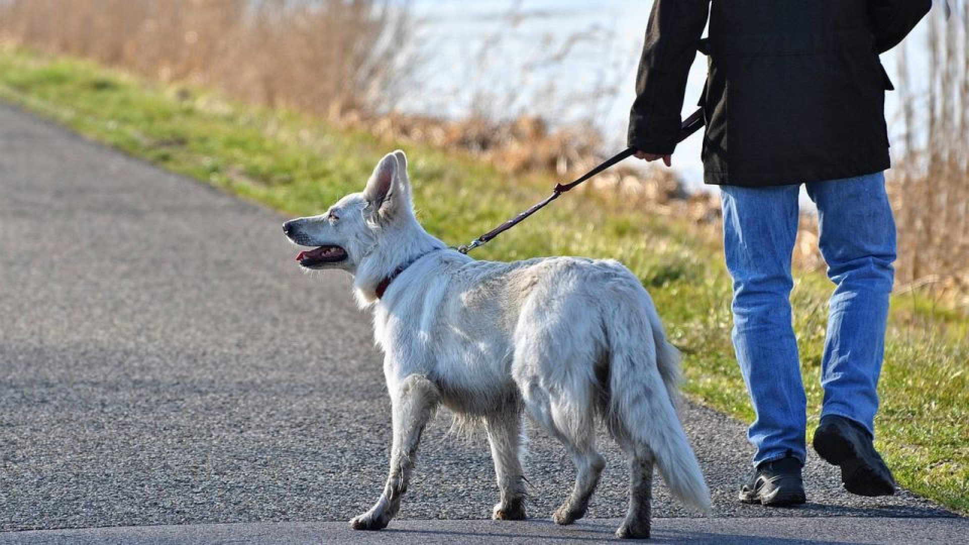 Иван Алексиев: Ограничаваме безразборните разходки на кучета - E-Burgas.com