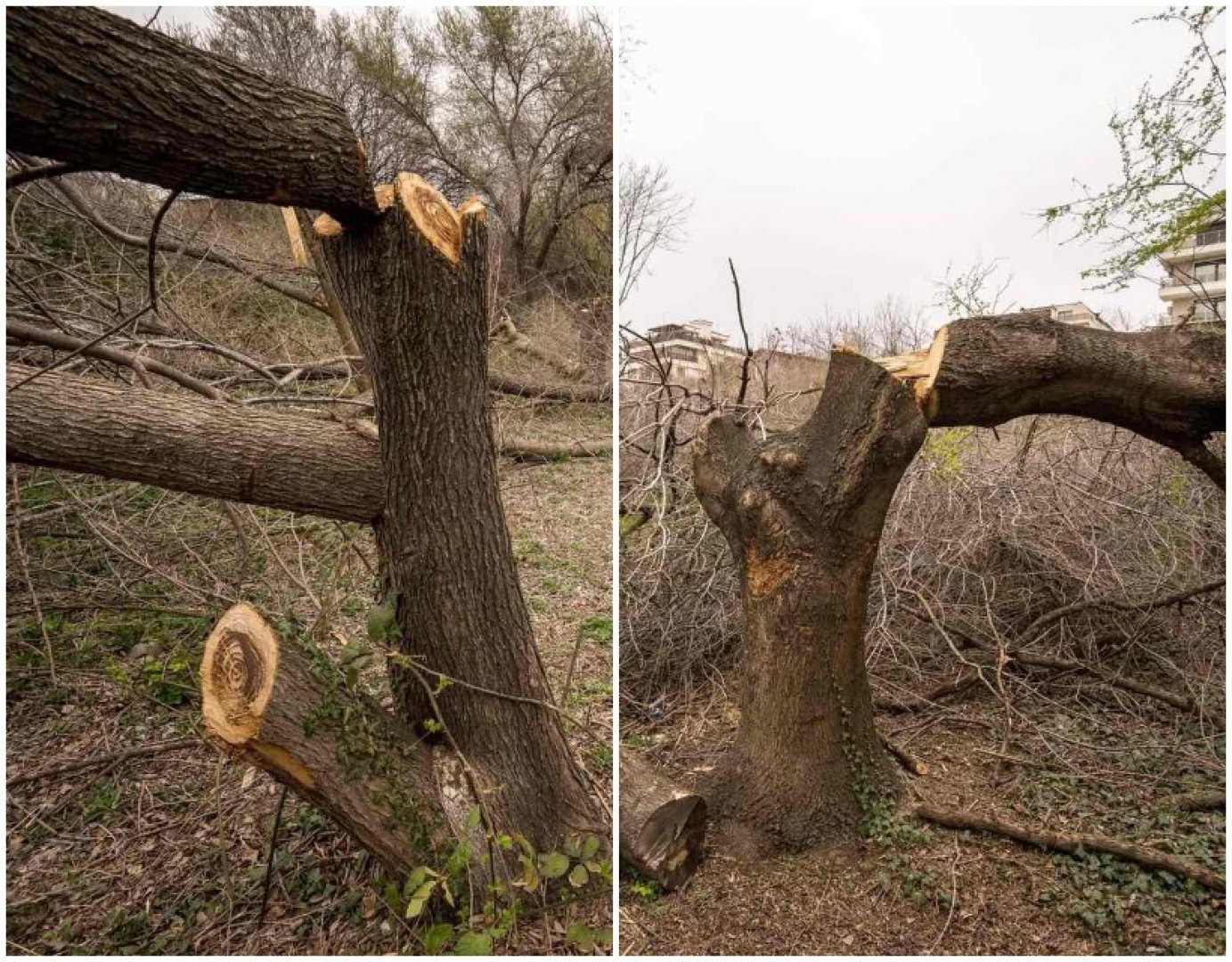 След незаконна сеч: Засаждат нови дръвчета по крайбрежната алея в Сарафово - E-Burgas.com