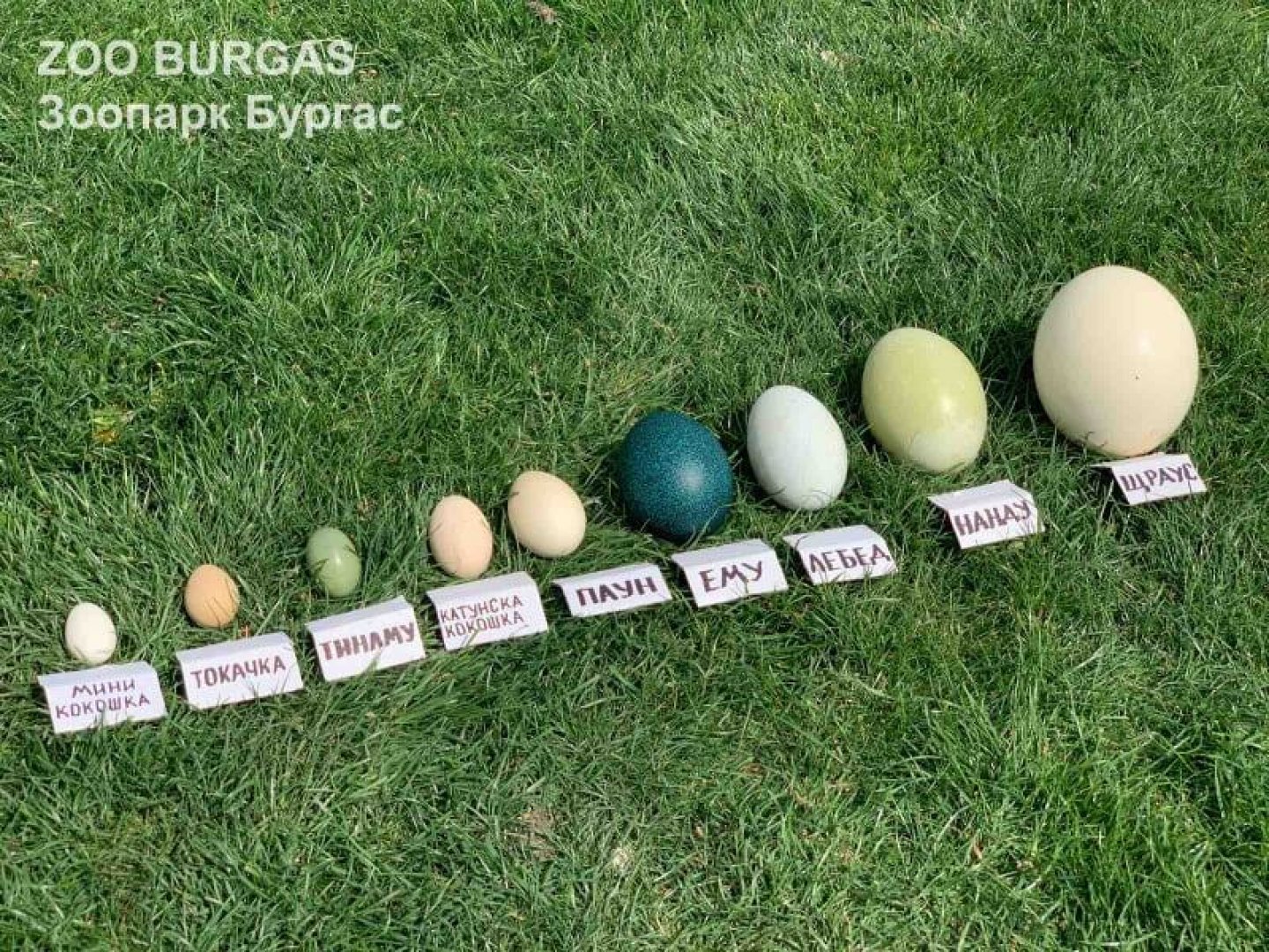 Зоопарк Бургас показа разнообразие от Великденски яйца (Снимки)  - E-Burgas.com