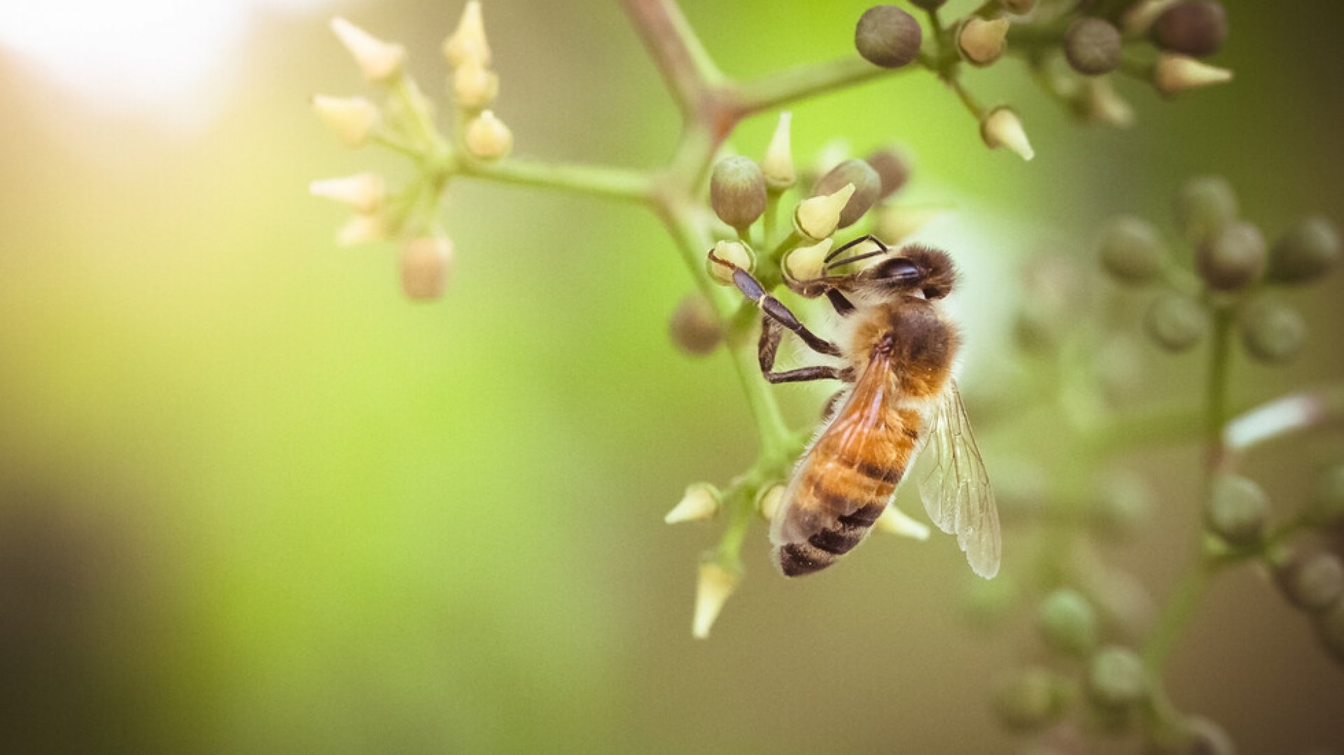 Отбелязваме Световния ден на пчелите - E-Burgas.com