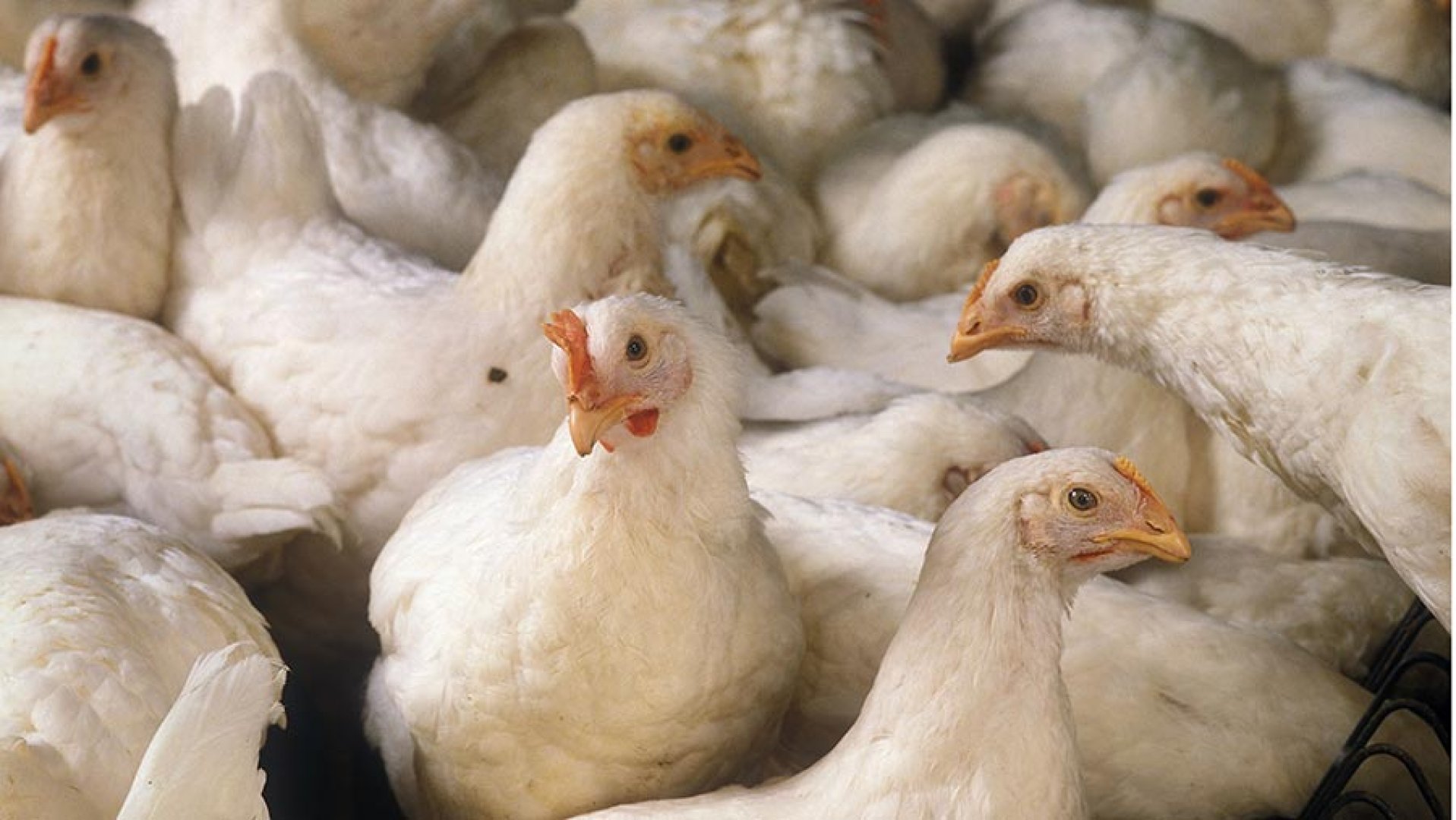 650 пилета изгоряха в пожар край Айтос  - E-Burgas.com
