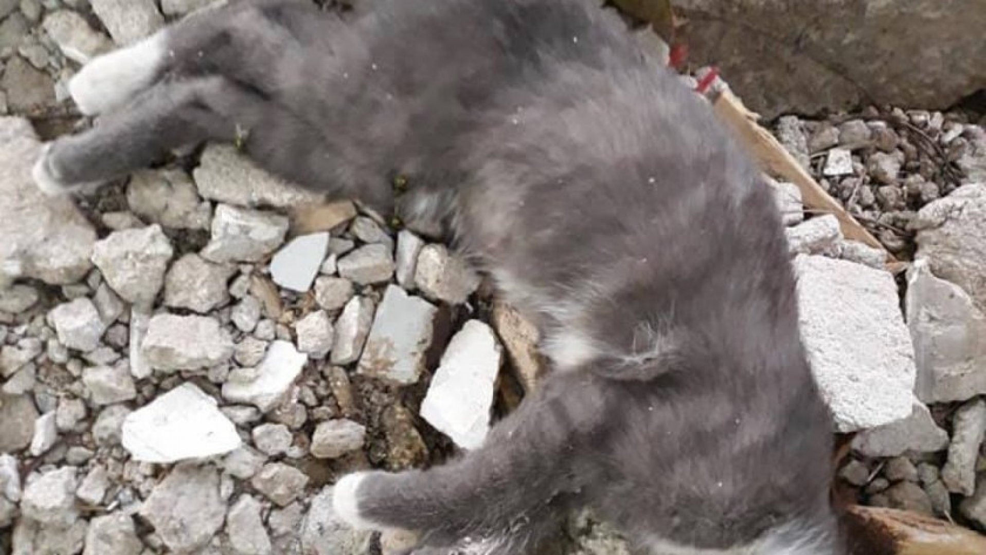 Двама души на 85 и 90 г. са с обвинения за убитата котка в София - E-Burgas.com