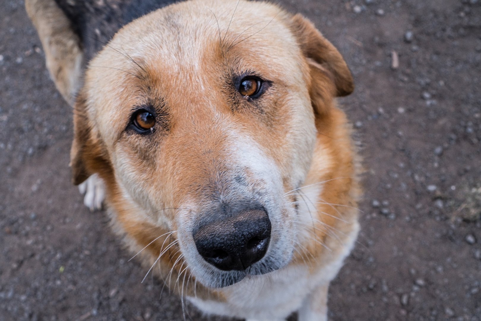 Най-много бездомни кучета осиновяват бургазлии - E-Burgas.com