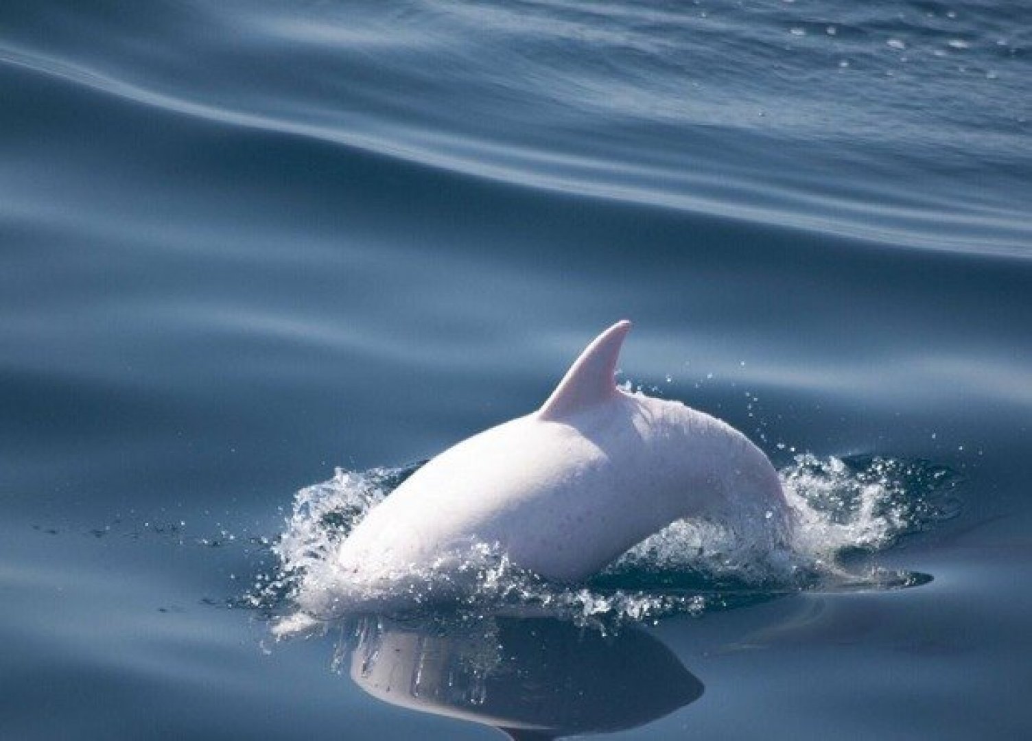 Откриха в Черно море делфин албинос - E-Burgas.com