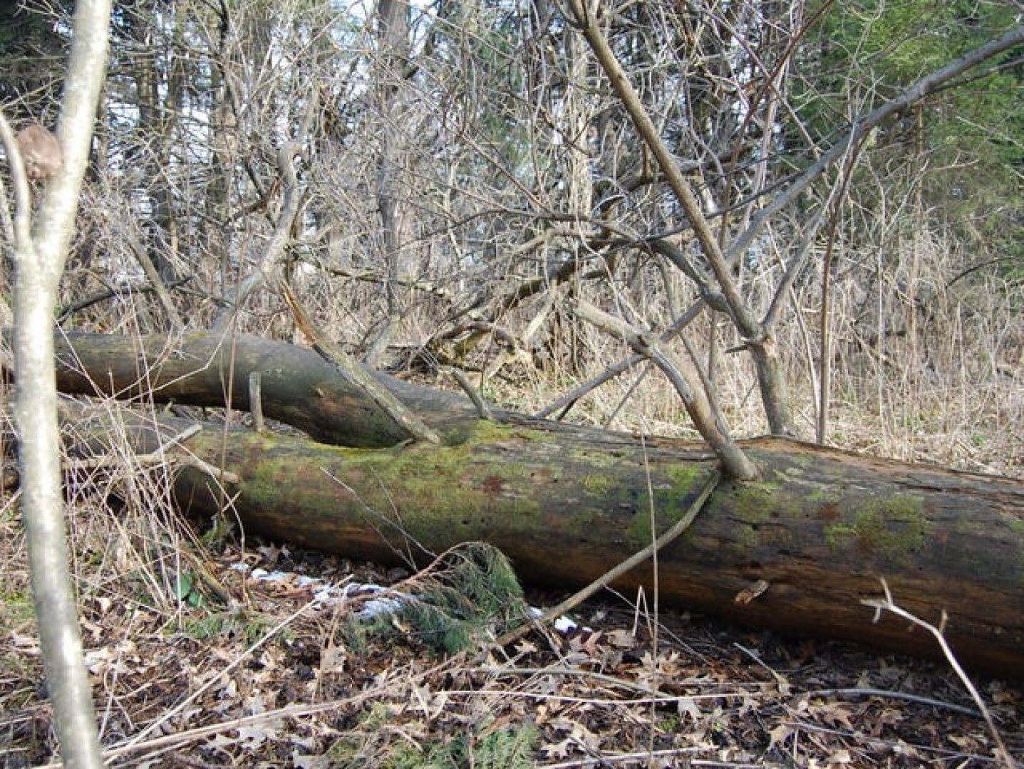 Дърво падна върху палатка и уби млада жена  - E-Burgas.com