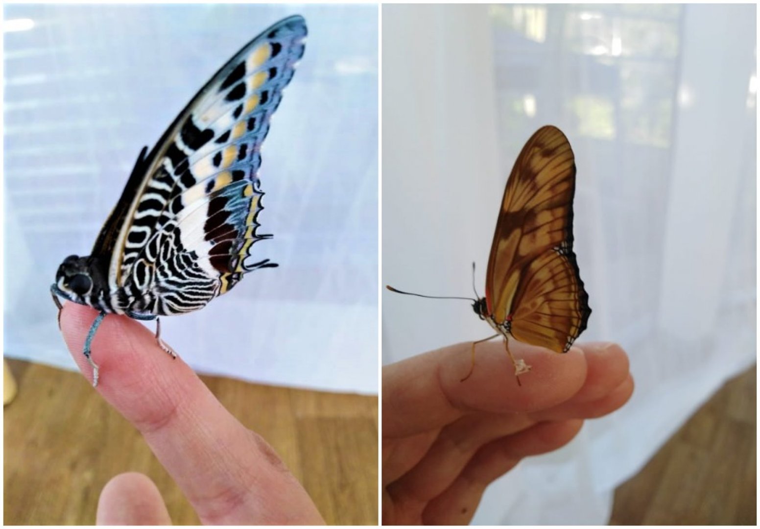 Екзотичните тропически пеперуди отново са в Бургас - E-Burgas.com