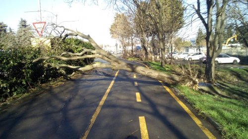 В понеделник вечер ураганният вятър събори над 20 дървета в Бургас
