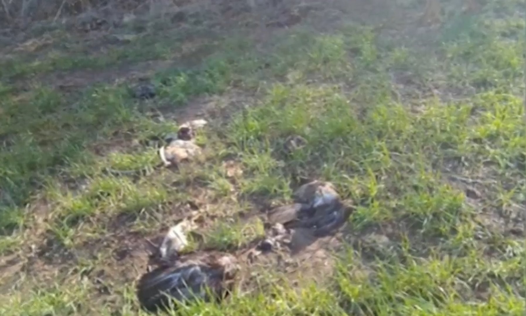 Ловци алармират: Тровят диви животни и ловни кучета край Черноморец - E-Burgas.com