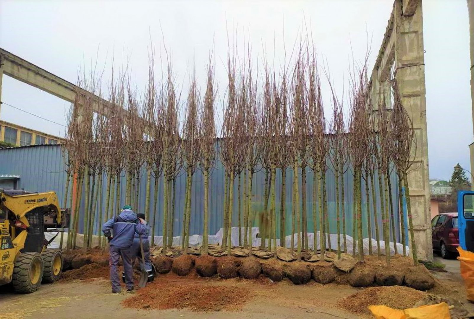 Засаждат холандски дървета на големите бургаски улици - E-Burgas.com