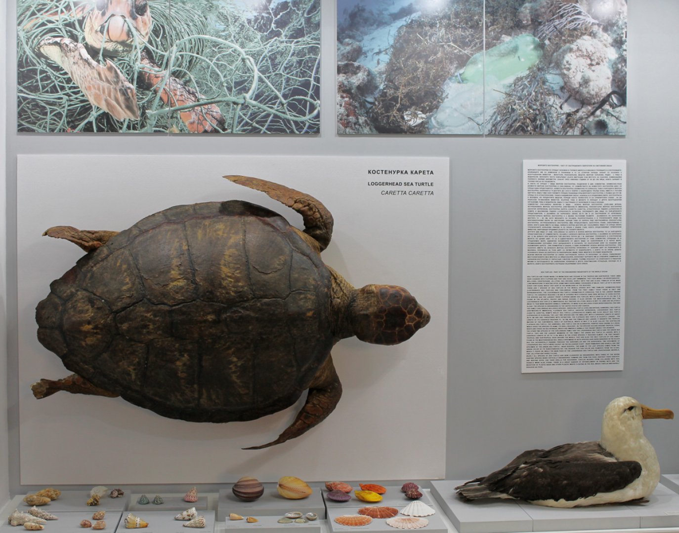Откриват нова постоянна експозиция в Природонаучния музей - E-Burgas.com