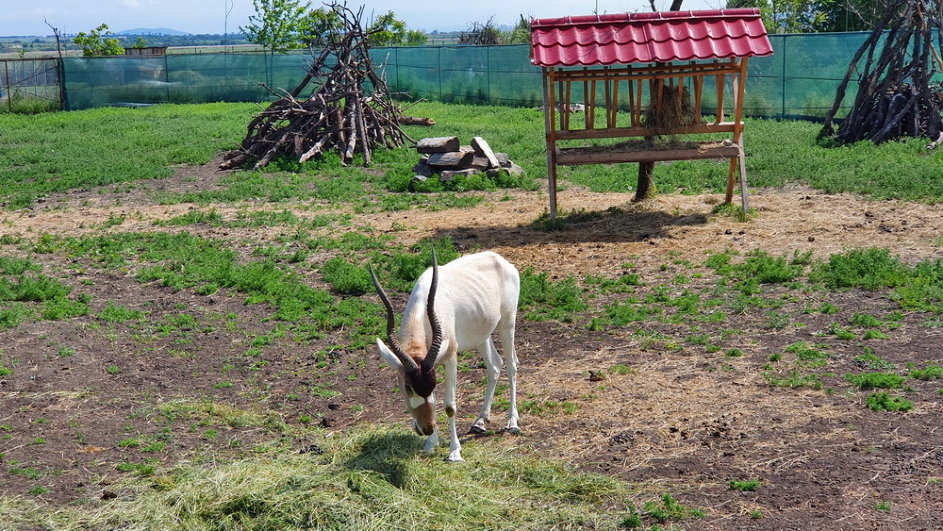 Рядък шанс! Едно от най-редките и ценни животни в света радва бургазлии - E-Burgas.com