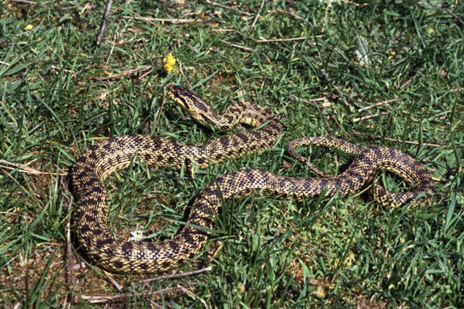 В Айтос отново ще гонят змиите с репелент - E-Burgas.com