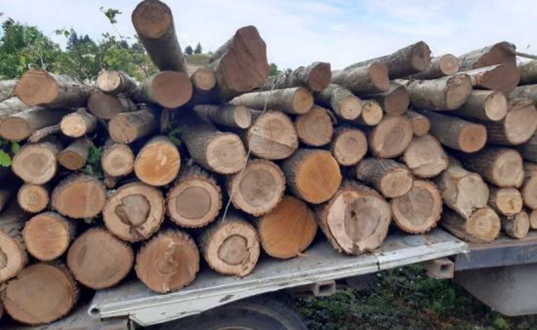 1000 дървета отсечени незаконно за седмица, замесени са и горски - E-Burgas.com