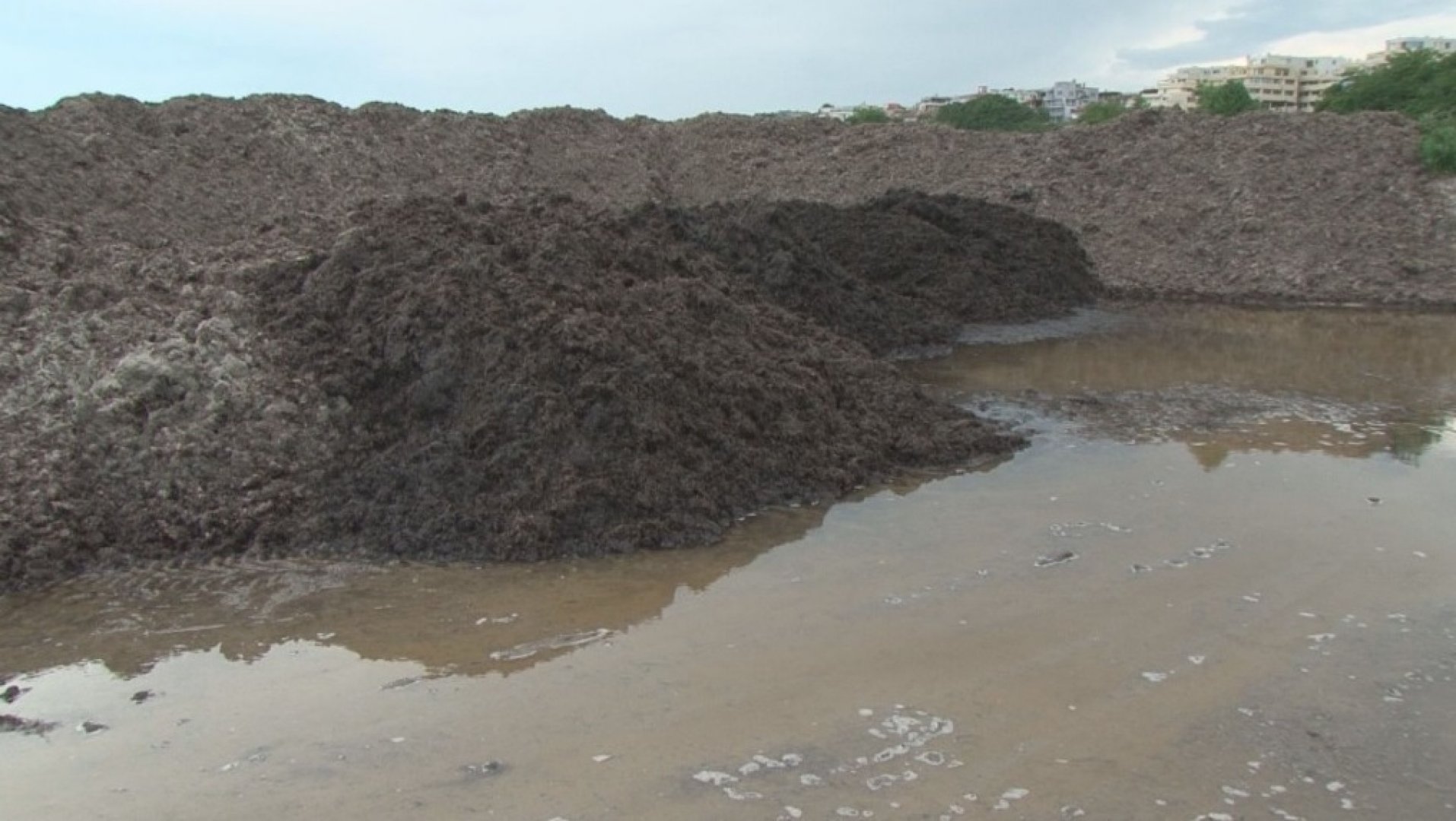 Багер депонира тонове водорасли край Сарафово, предстоят проверки - E-Burgas.com