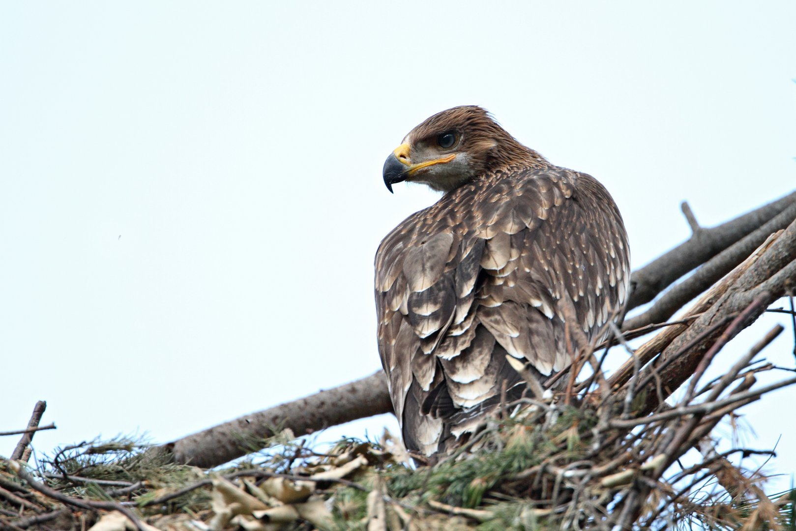 Популацията на царски орел в Странджа и Сакар достигна рекордните 41 двойки  - E-Burgas.com