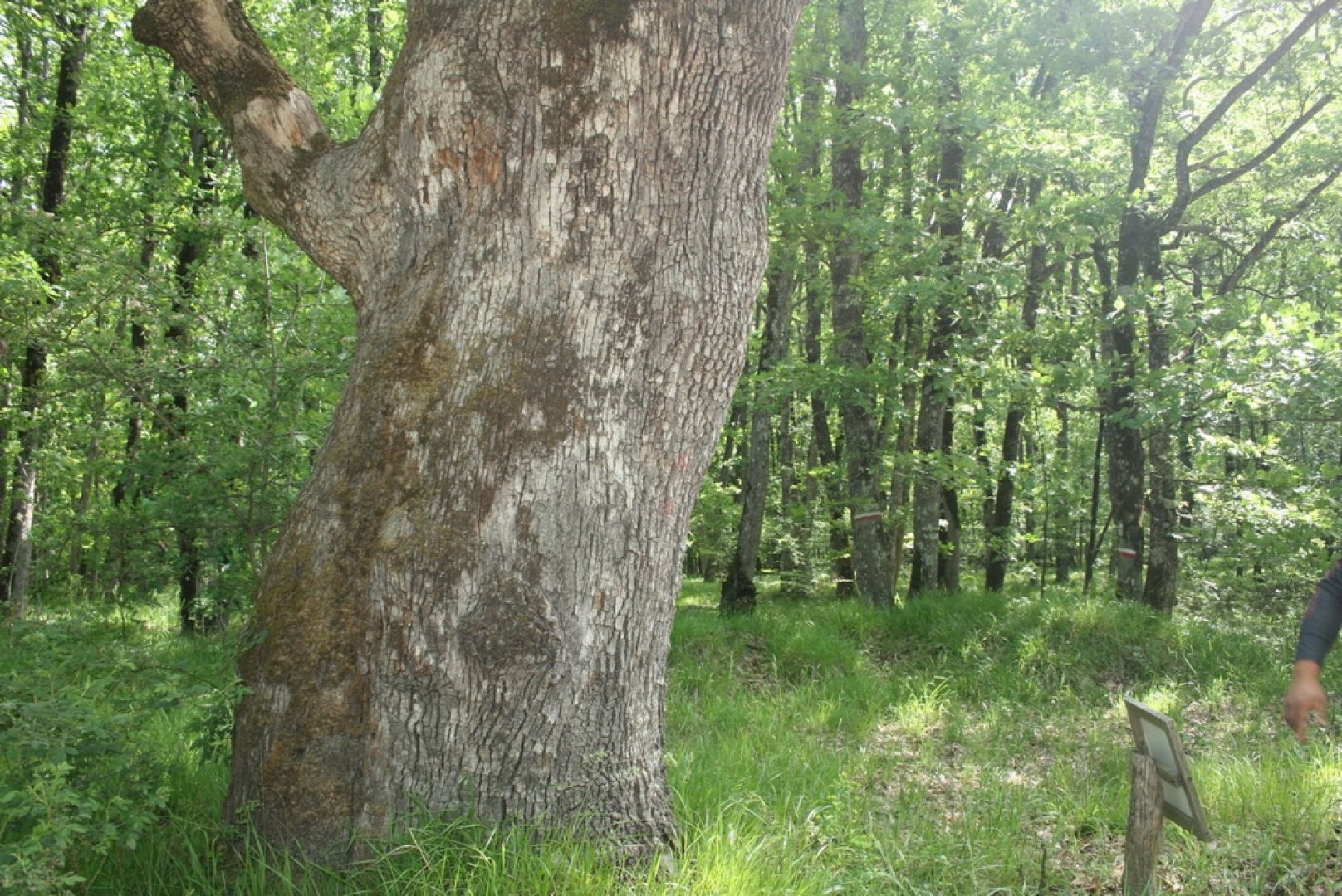 Още 11 дървета в Странджа са обявени за вековни (Снимки) - E-Burgas.com
