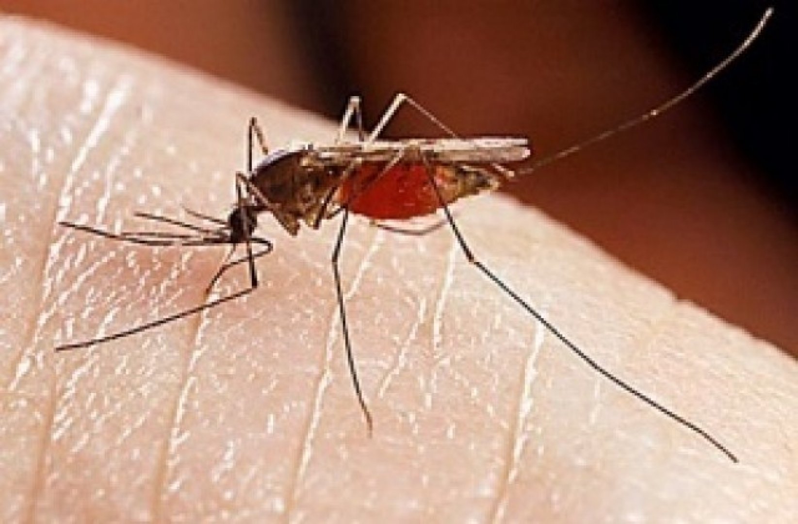 Бургас започна пръскане против комари - E-Burgas.com