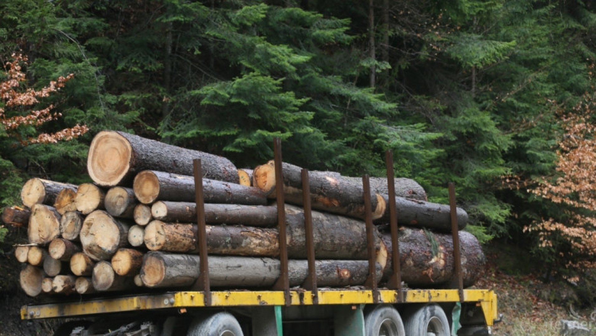 Дъжд от актове за незаконна дървесина у нас - E-Burgas.com