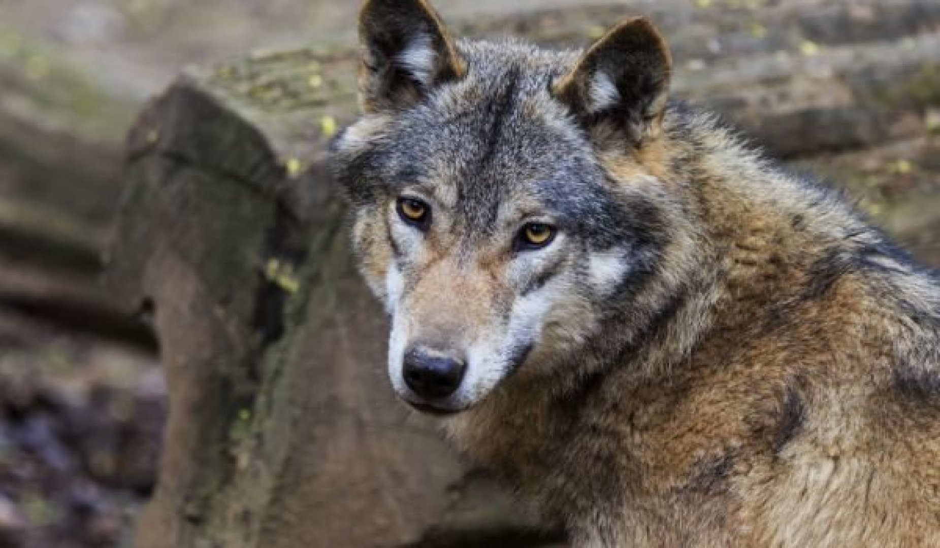 Вълци нападат добитък в странджанските села - E-Burgas.com