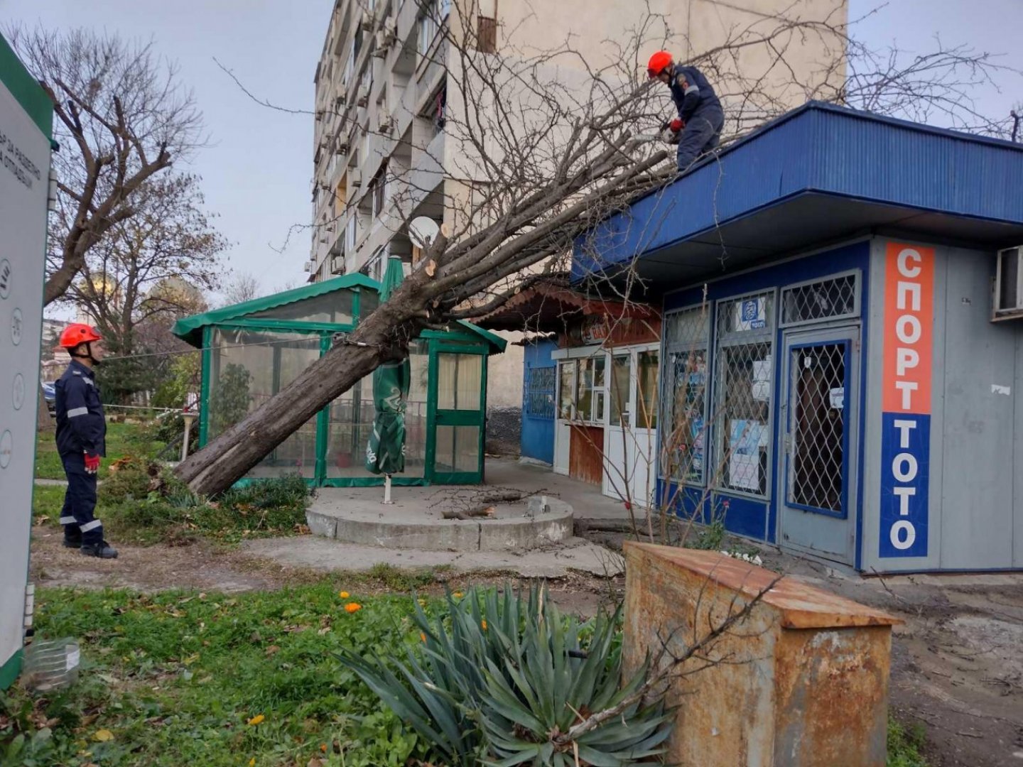Вятърът в Бургас събаря дървета, пазете се!  - E-Burgas.com